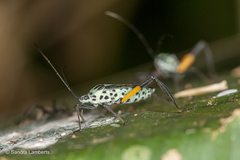 Plaxiscelis mirifica