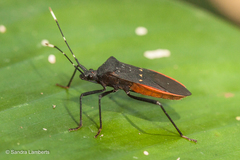 Leptoscelis flaviventris