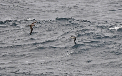 Scopoli's Shearwater (Calonectris diomedea), photo 4