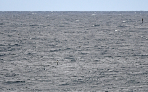 Scopoli's Shearwater (Calonectris diomedea), photo 5