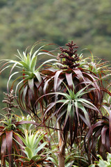 Dracophyllum traversii
