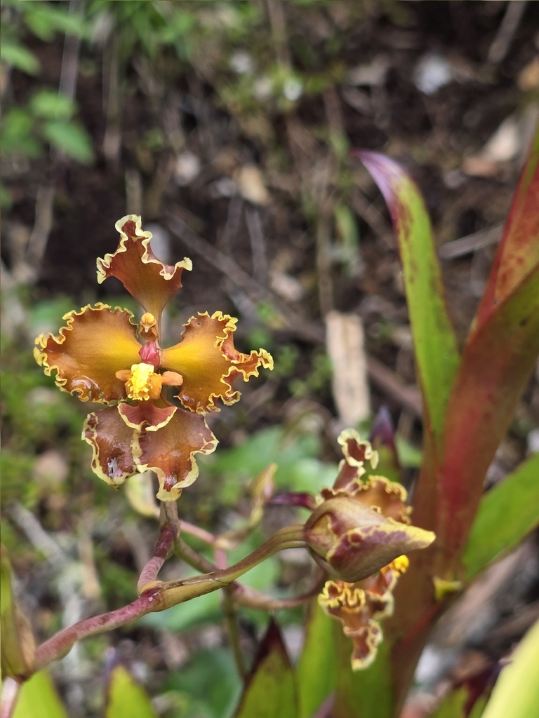 Cyrtochilum tumiferum