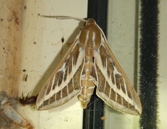 Hyles livornicoides
