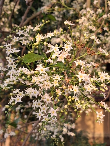 Ehretia cymosa observed 2026-03-11