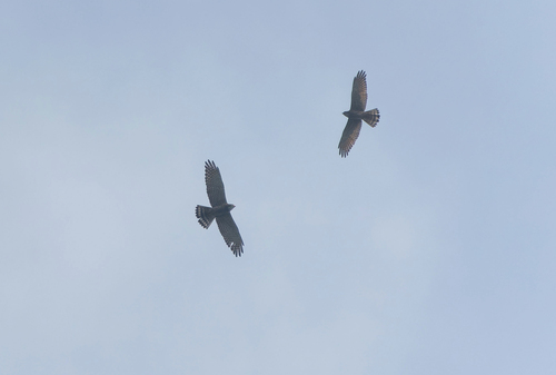 Gray-Faced Buzzard