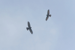 Gray-Faced Buzzard
