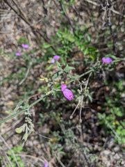 Hypoestes cumingiana