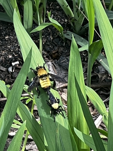 Unknown species found near Stoltje Dr, Conroe, TX, US
