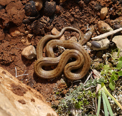 Macroprotodon mauritanicus