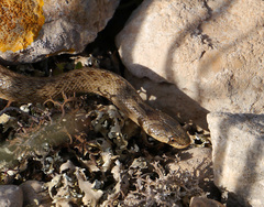 Macroprotodon mauritanicus