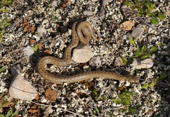 Macroprotodon mauritanicus