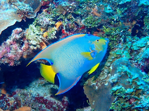 Angelfish (Holacanthus ciliaris) — Pomacanthidae — 3