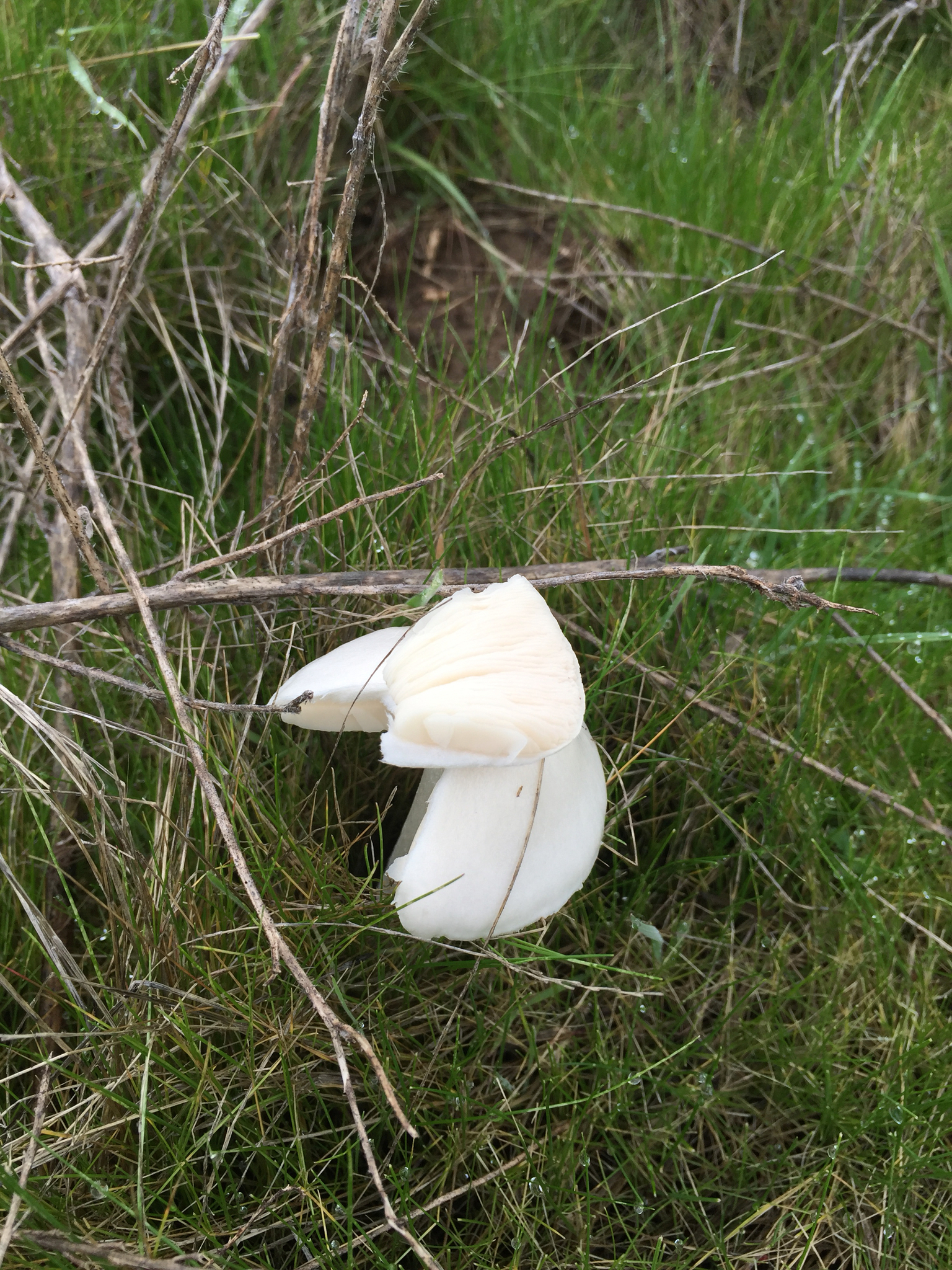 Leucoagaricus leucothites image