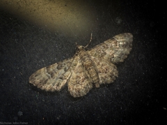 Gymnoscelis lophopus