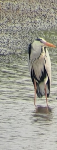 Grey Heron