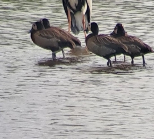 White-faced Whistling-Duck