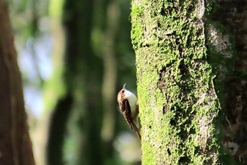 Eurasian Treecreeper