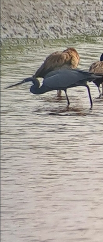 Western Reef Heron