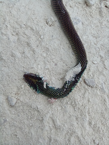 Speckled Racer