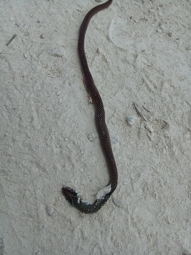 Speckled Racer