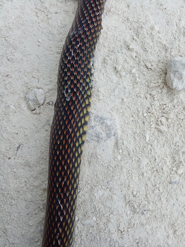 Speckled Racer
