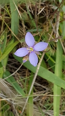 Heliophila subulata