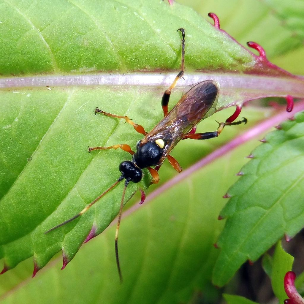 Exephanes fulvescens