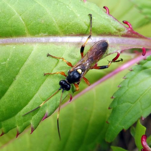 Exephanes fulvescens