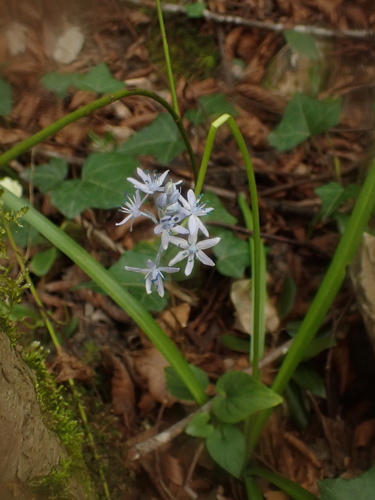 Italian Bluebell (Hyacinthoides italica)