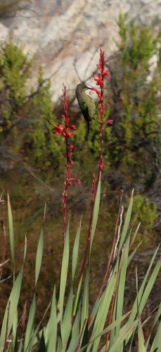 Watsonia angusta, photograph 5