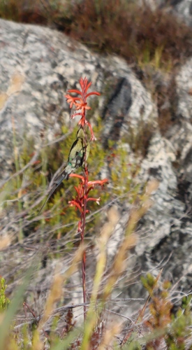 Watsonia angusta, photograph 6
