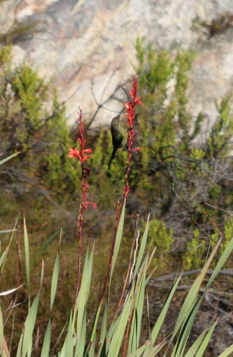 Watsonia angusta, photograph 4