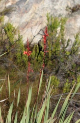 Watsonia angusta, photograph (c) Tony Rebelo, some rights reserved (CC BY-SA)