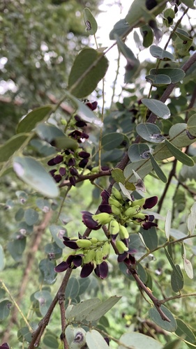 Foto de Caviúna-do-cerrado