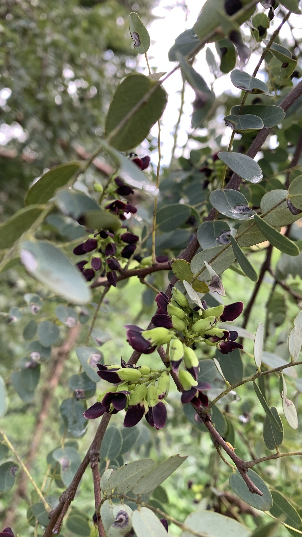 Imagem de Caviúna-do-cerrado