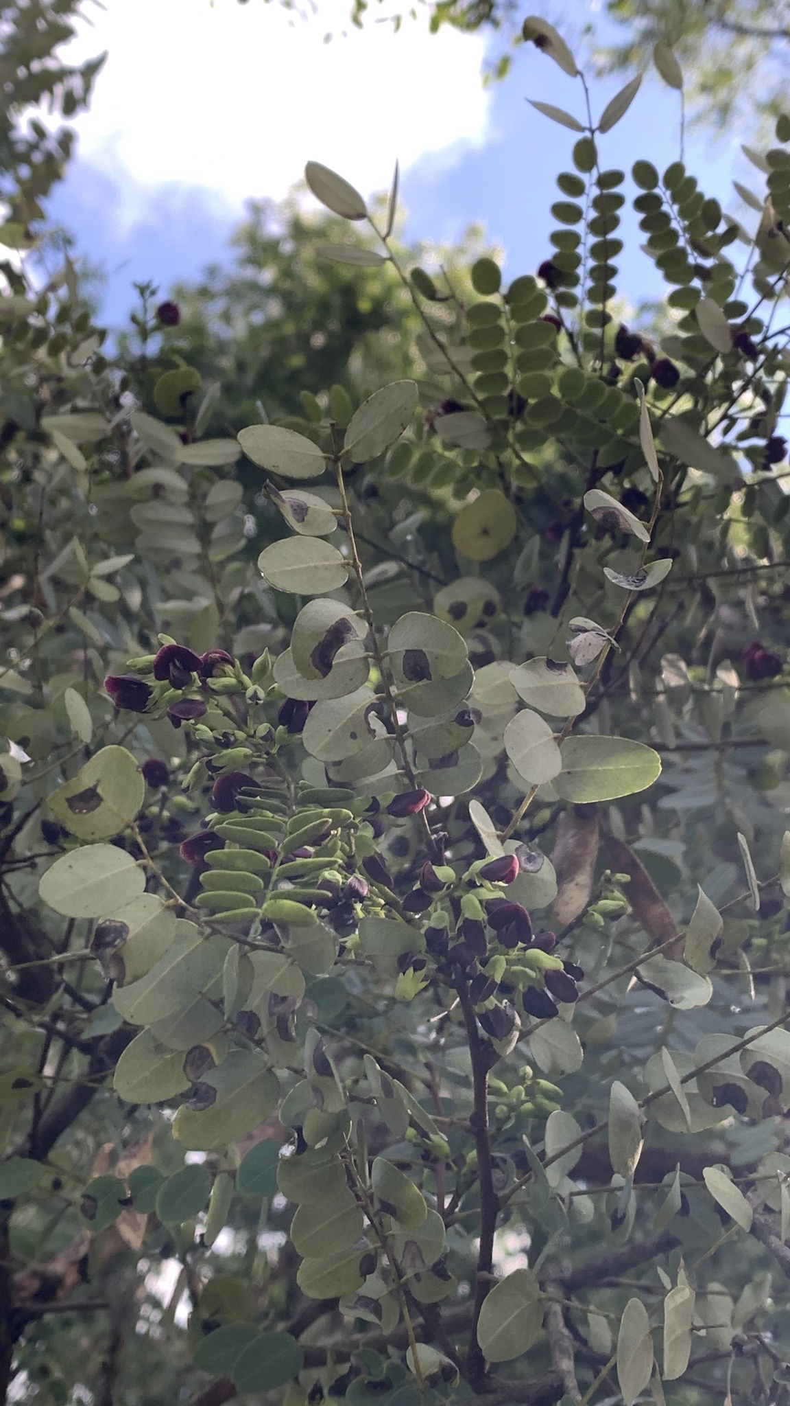 Imagem de Caviúna-do-cerrado