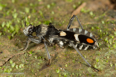Rasahus arcuiger