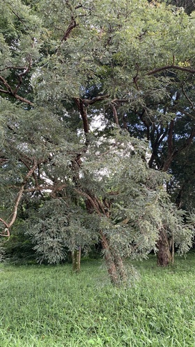 Foto de Caviúna-do-cerrado