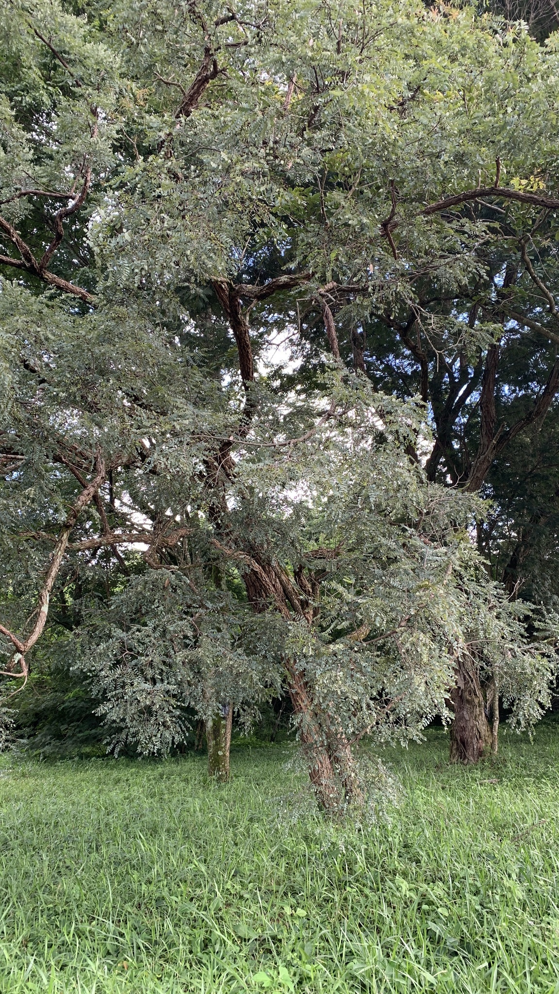 Imagem de Caviúna-do-cerrado