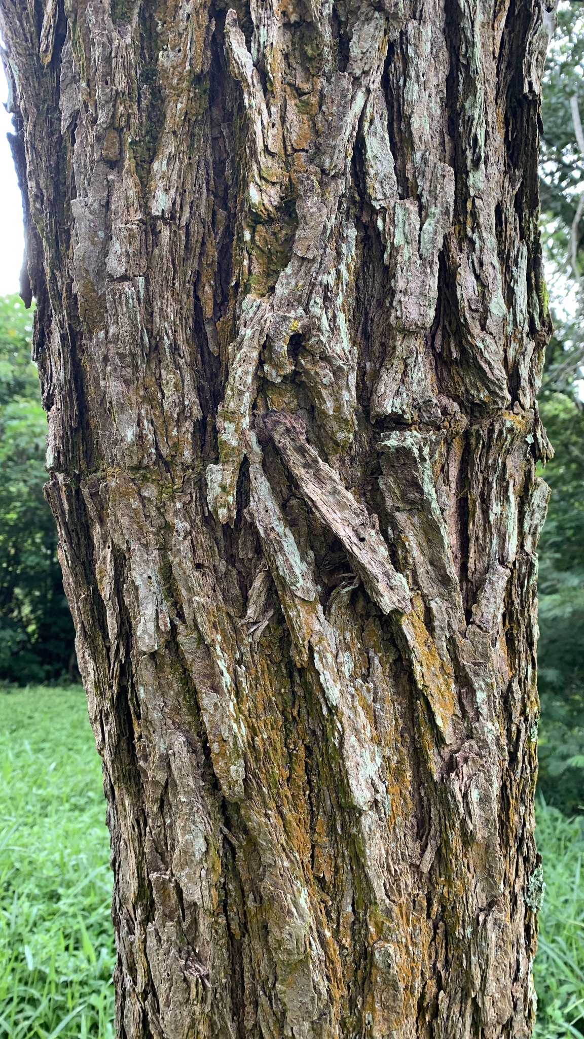 Imagem de Caviúna-do-cerrado