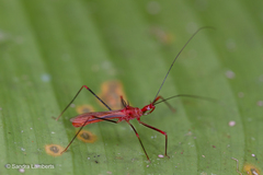 Ricolla quadrispinosa