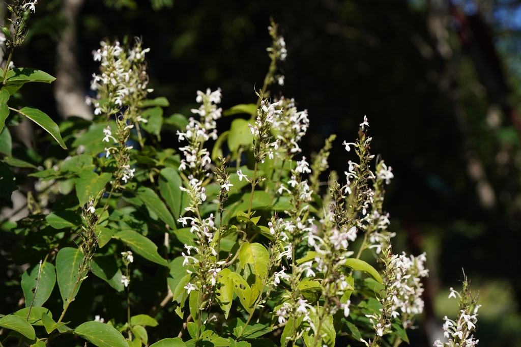 Ruspolia humbertii