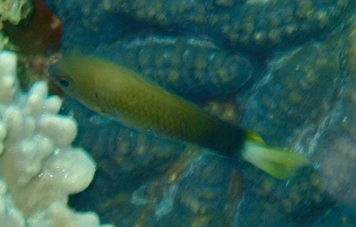 Pomacentrus leptus observed 2026-02-12