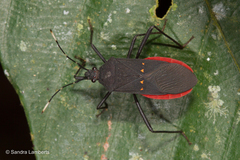 Leptoscelis flaviventris