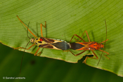 Stenoscelidea tibialis