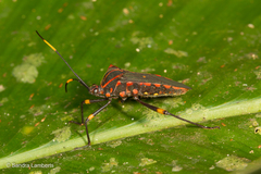 Sephina
