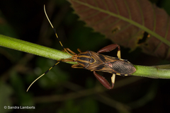 Spathophora biclavata