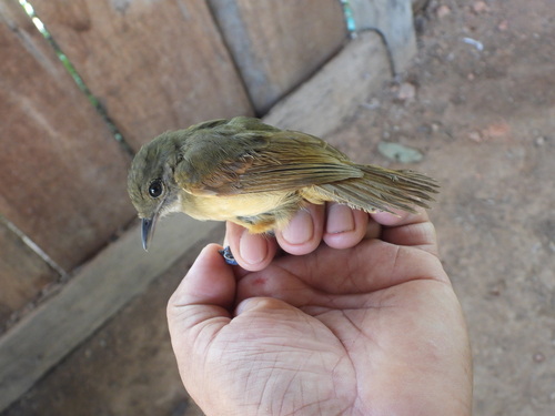 Dusky-throated Antshrike (Thamnomanes ardesiacus), photo 2