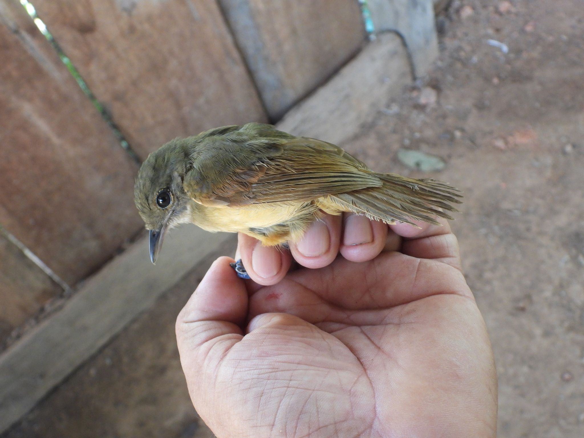 Dusky-throated Antshrike (Thamnomanes ardesiacus), photo 2