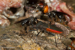 Leptoscelis flaviventris